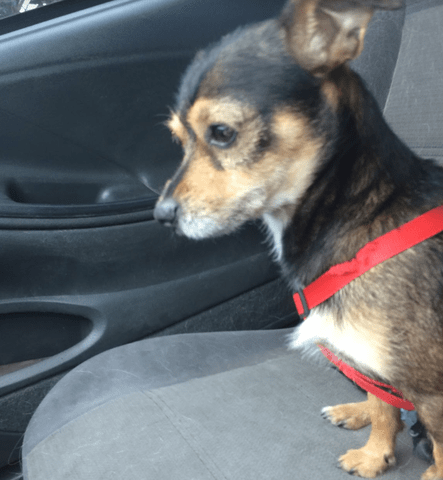 small black brown dog in car red collar