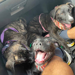 Happy puppies sitting in a footwell