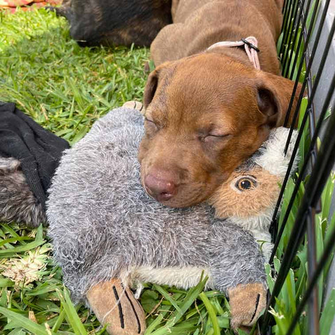 A brown puppy sleeping on the grass using his Pupr Pals squirrel hand puppet for dogs as a pillow