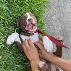 Happy puppy being tickled and laughing