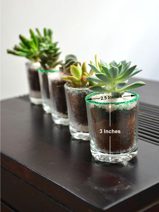 How to Plant a Succulent Shot Glass – Succulent Gardens