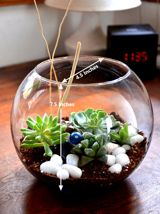 Do-it-Yourself - DIY- Terrarium Kit (8 Inches) — Mudfingers