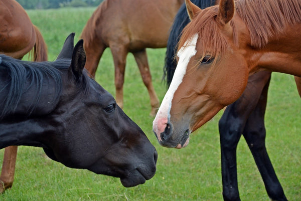 Worm control management Faecal Egg Count Horse Test Kits Worm egg count Kit Australia Online Horse Wormers