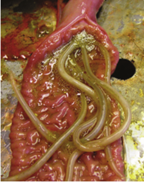 Adult ascarid in the small intestine of a weanling