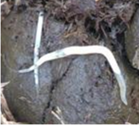 After laying eggs female pinworms die and are found in the manure