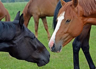 a black and a brown horses