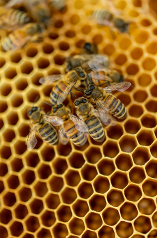Group of bees eating honey on comb