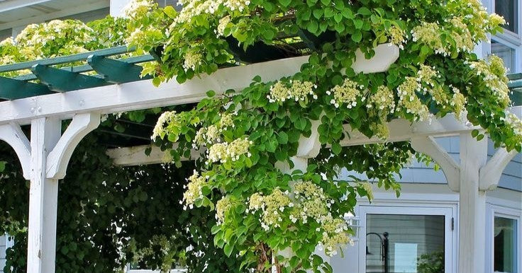 Arbour vs. Pergola: Designs, Differences and Ideas