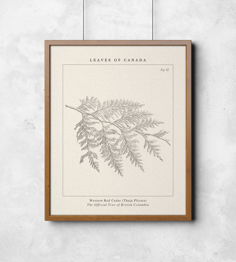 Provincial Tree of British Columbia (Print) - Leaves of Canada