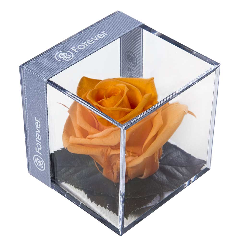 Rosa Preservada Melón en Cubo - Forever PE