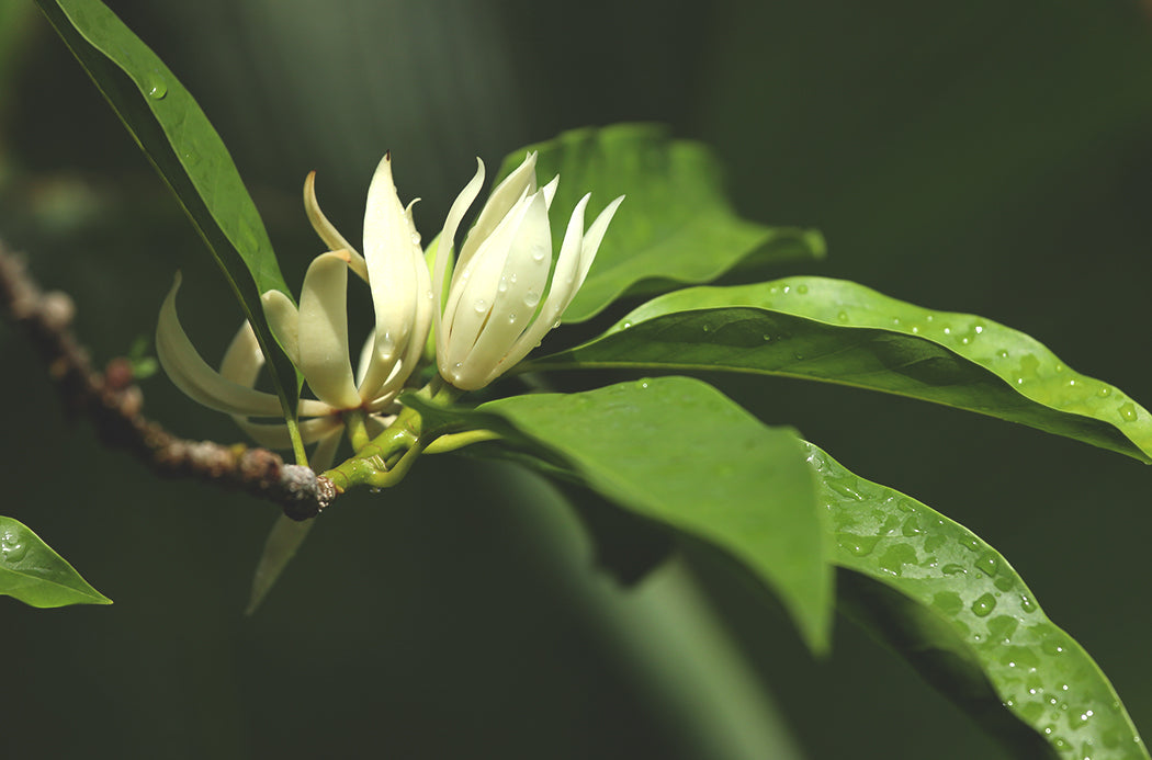 Magnolienblüte