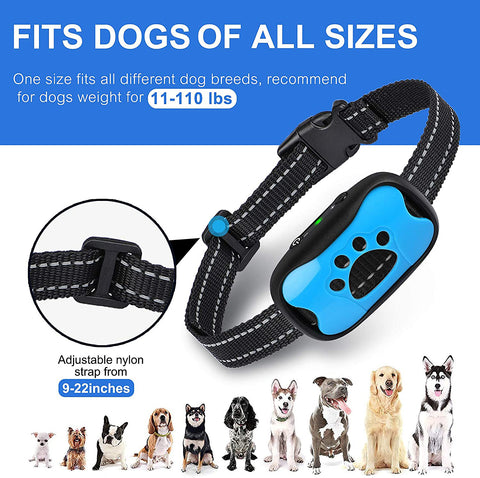 dog training collar