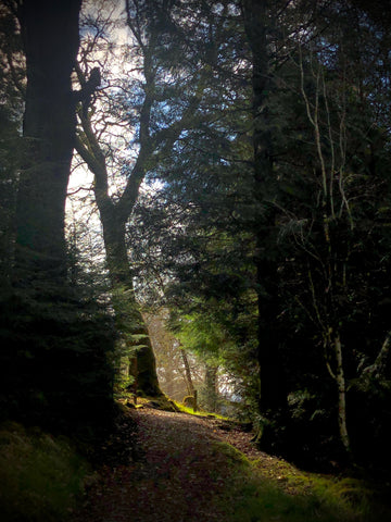 Kielder Forest