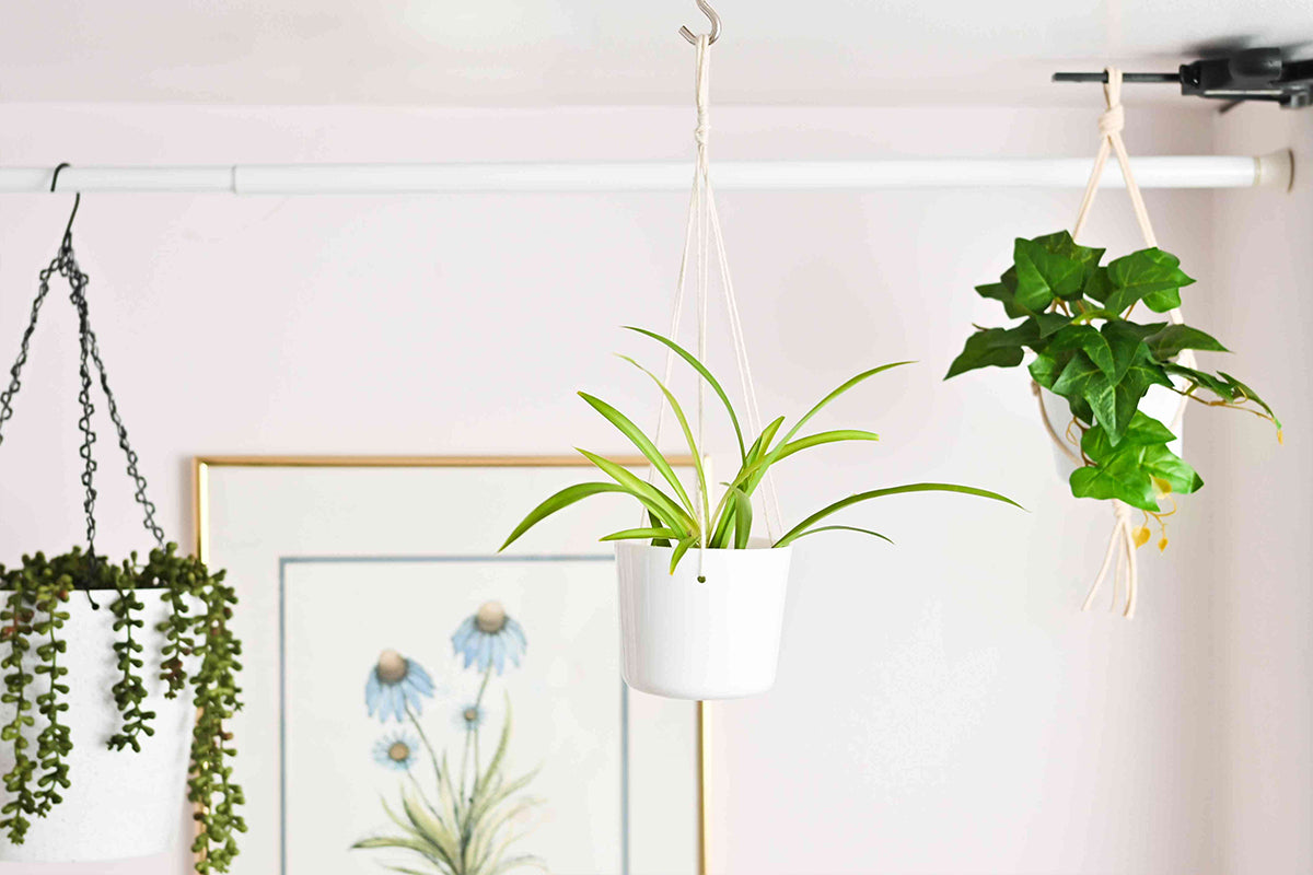 Hanging plants in bathroom