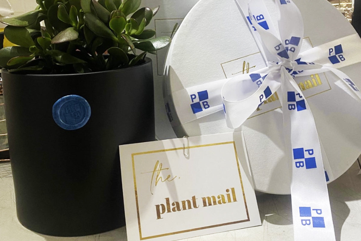 The Plant Mail customised corporate gifting