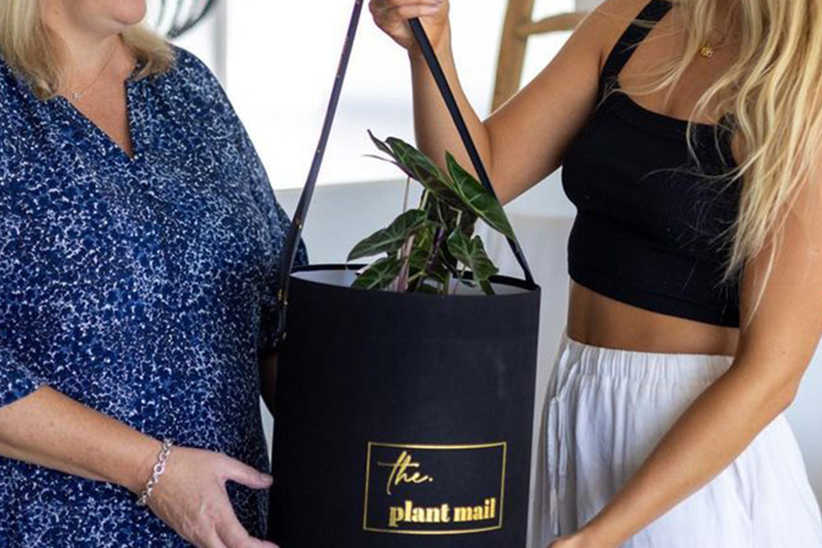 The Plant Mail corporate gift giving