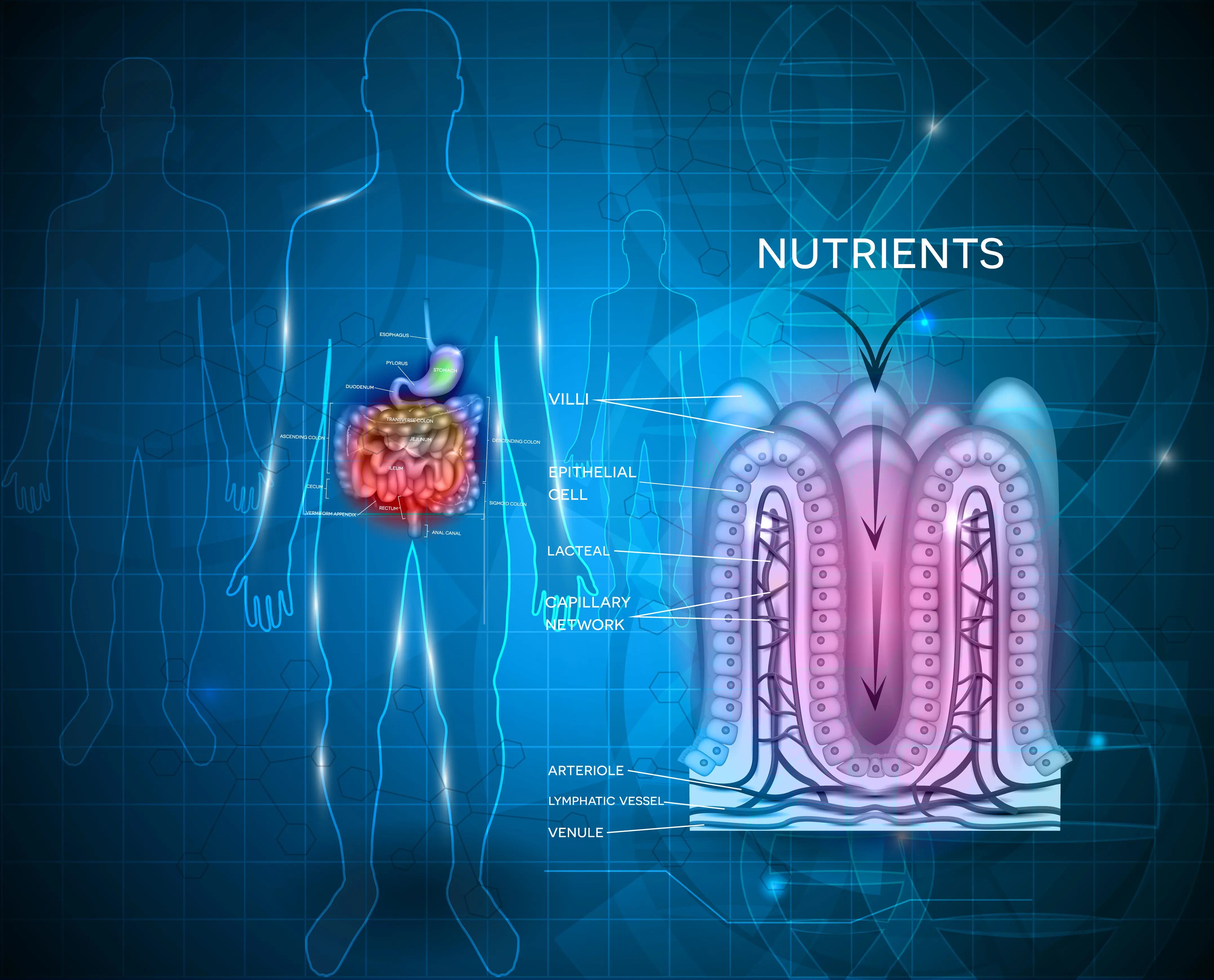 Human body absorption