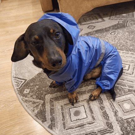 Reflective Dachshund Raincoat