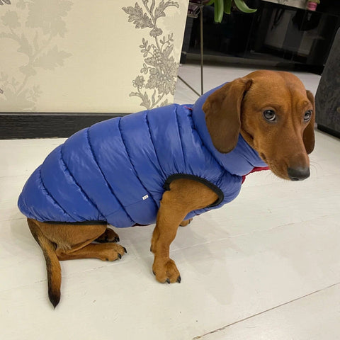 Reversible Dachshund Jacket The Doxie World