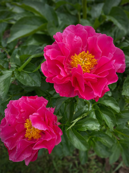 peonies in bloom