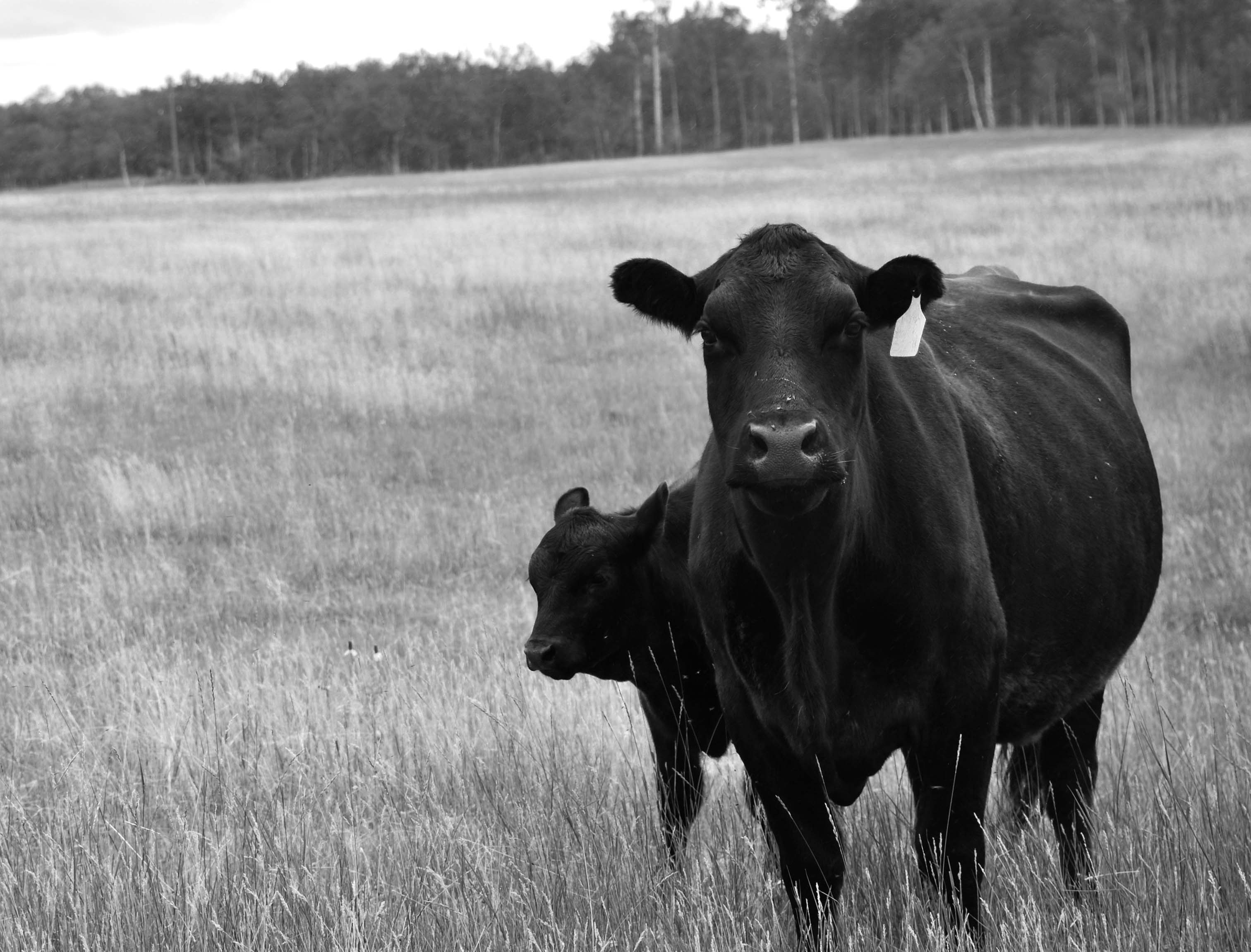 A cow and her calf