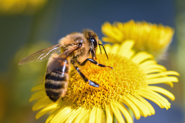 abeille fleur odeur souffle