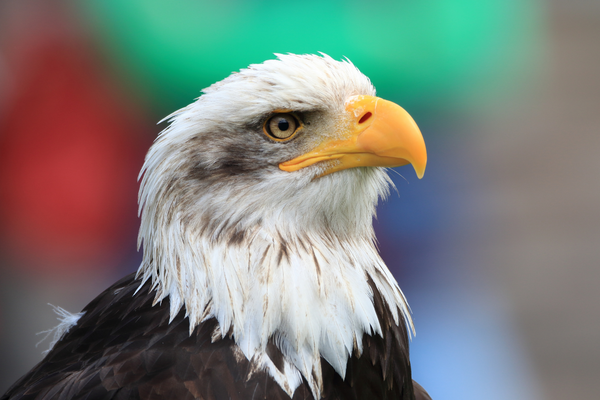 yeux d'aigle pleine conscience animaux aventure arc en ciel enfants formation de professeur de yoga