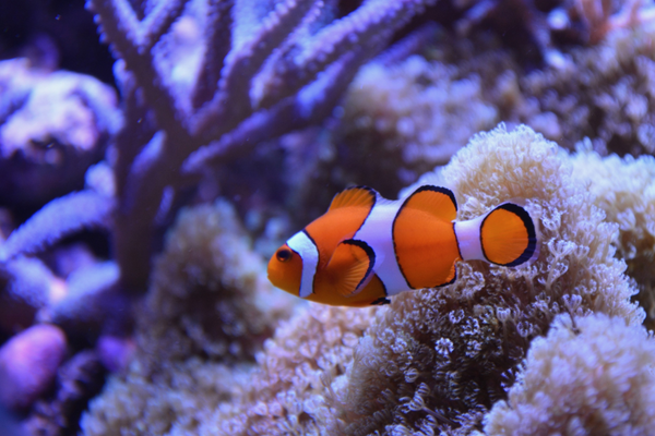 poisson clown - pleine conscience pleine conscience animaux aventure - arc-en-ciel formation de professeur de yoga pour enfants