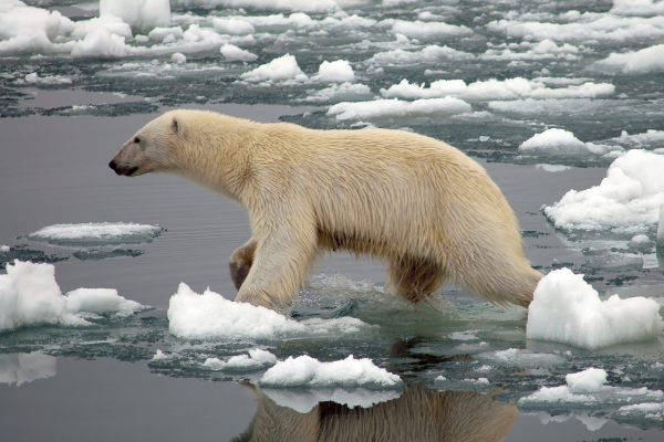 polar bear melted ice caps climate change global warm seas