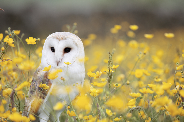 hibou arc-en-ciel formation de professeur de yoga pour enfants