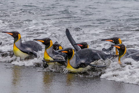 pingouin antarctique