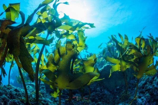 seaweed marine life sustainable