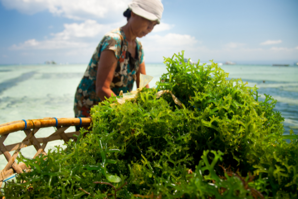 seaweed farming sustainable option