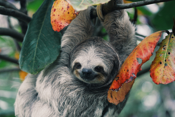 paresseux lent - formation de professeur de yoga pour enfants arc-en-ciel - aventure pleine conscience avec des animaux