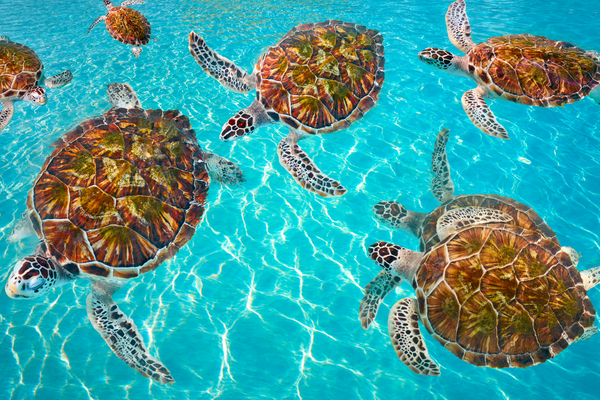 turtles mindful animals