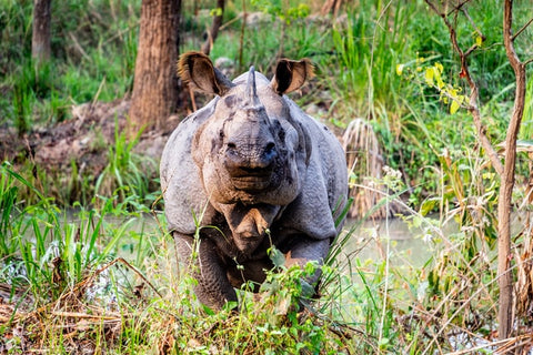 Rhinocéros de Java - Des choses extraordinaires que vous pouvez faire pour sauver des espèces en voie de disparition - Rainbow Yoga Training