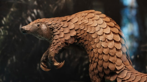 Pangolin - Des choses extraordinaires que vous pouvez faire pour sauver des espèces en voie de disparition - Rainbow Yoga Training