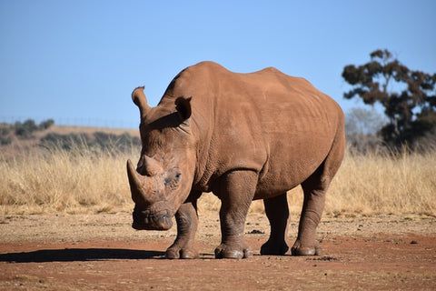 Rhinoceros - Extraordinary Things You Can Do to Save Endangered Species - Rainbow Yoga Training