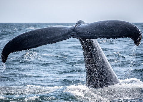 Whale Fin Sea Ocean - Formation de yoga arc-en-ciel