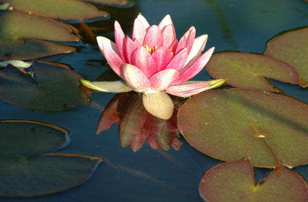 lotus flower in water