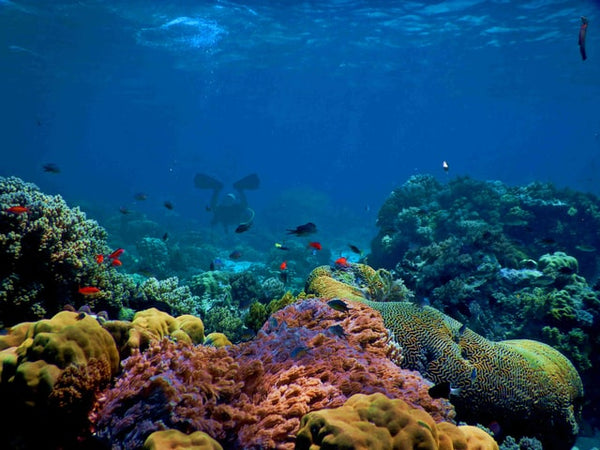 under the sea corals