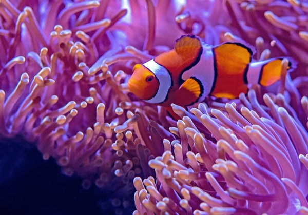 clown fish nemo coral reef