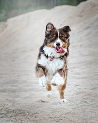 dog hello -  Love Like A Puppy Dog Class Plan Valentine's Day Rainbow Yoga Training