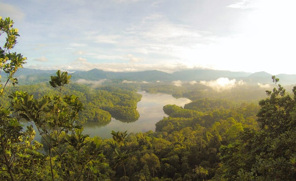 Forestry - We Are Nature & Nature Is The Solution - Rainbow Yoga Training