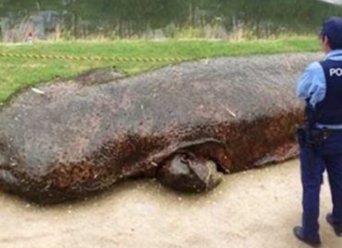 Giant Salamander - Extraordinary Things You Can Do to Save Endangered Species - Rainbow Yoga Training