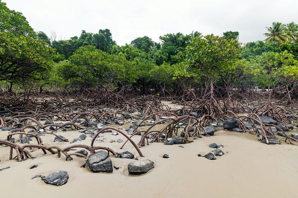 Mangroves - We Are Nature & Nature Is The Solution - Rainbow Yoga Training