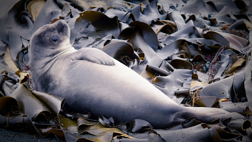 seal on seaweed