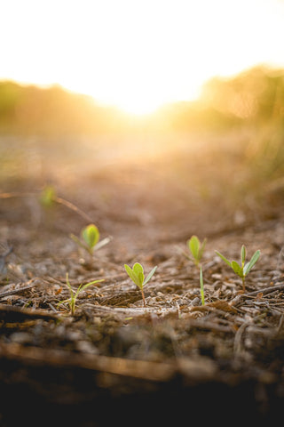 Tree Seedlings Rainbow Yoga Training