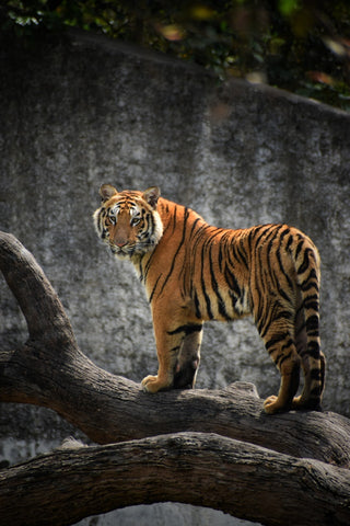 Tigre - Des choses extraordinaires que vous pouvez faire pour sauver des espèces en voie de disparition - Rainbow Yoga Training