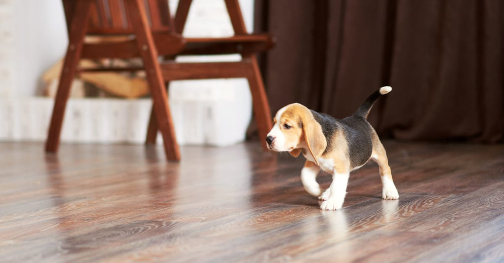 Maintaining The Flooring of Pet Owners